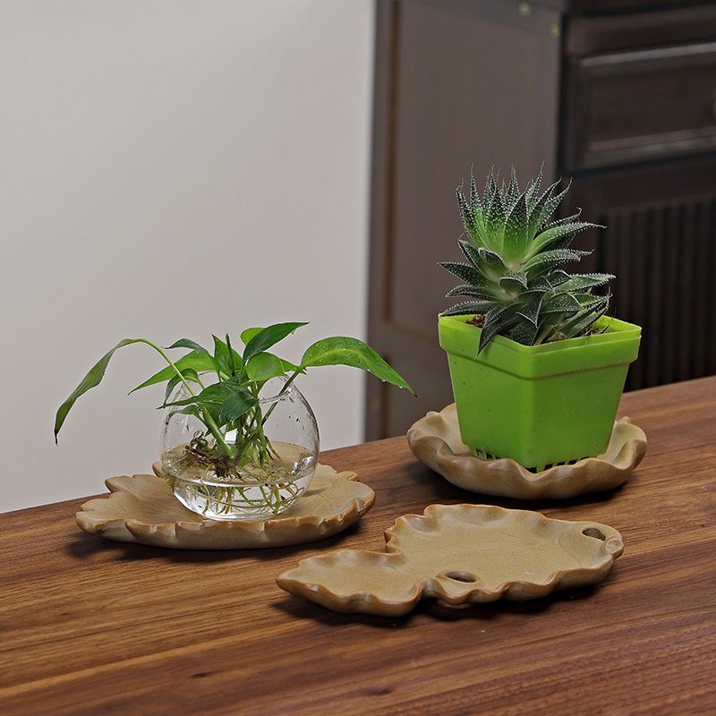 Brasilianisches Holz-Hydrokult – Drip Tray Saucer Bewertung und Preis