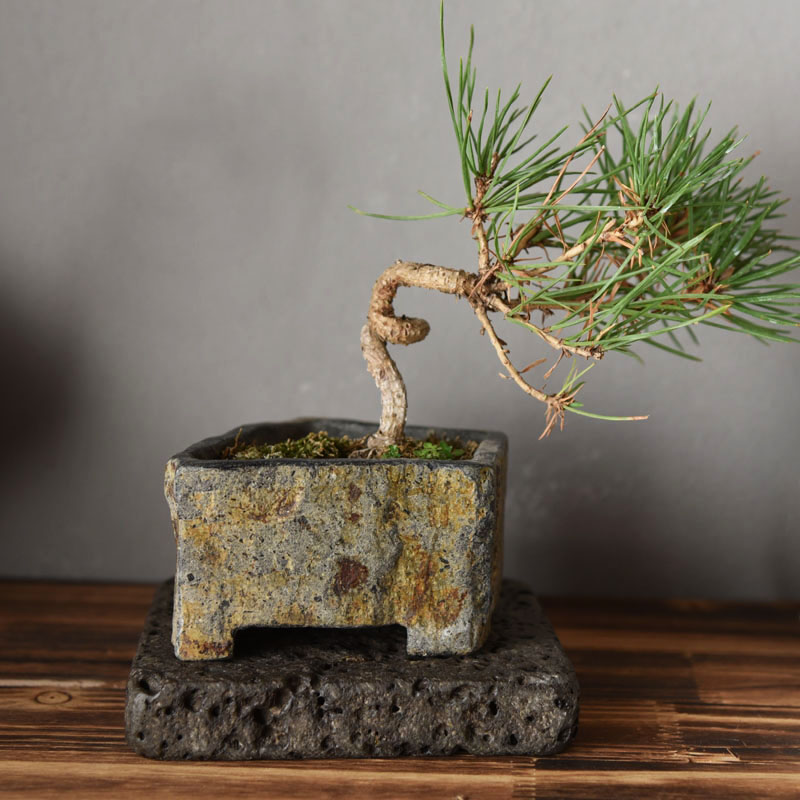 Basalt Naturstein-Blumentopf H – Bonsai Garden Indoor Bewertung und Preis
