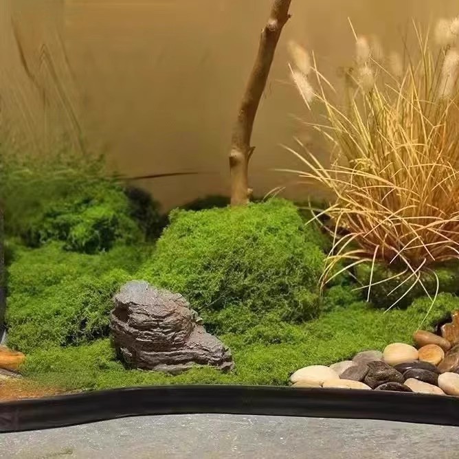 200g Ewiges Leben Moos DIY Bas – Bonsai Garden Mini Bewertung und Preis