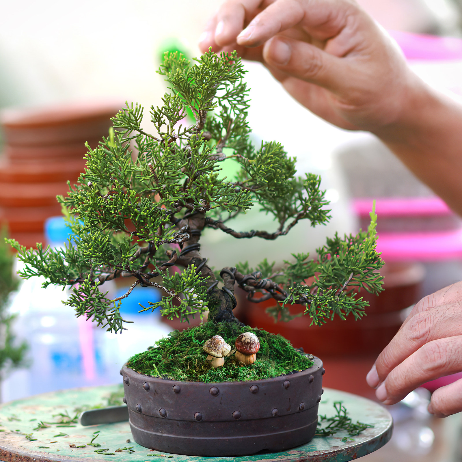 1 Packung natürlich aussehende – Bonsai Garden Indoor Bewertung und Preis