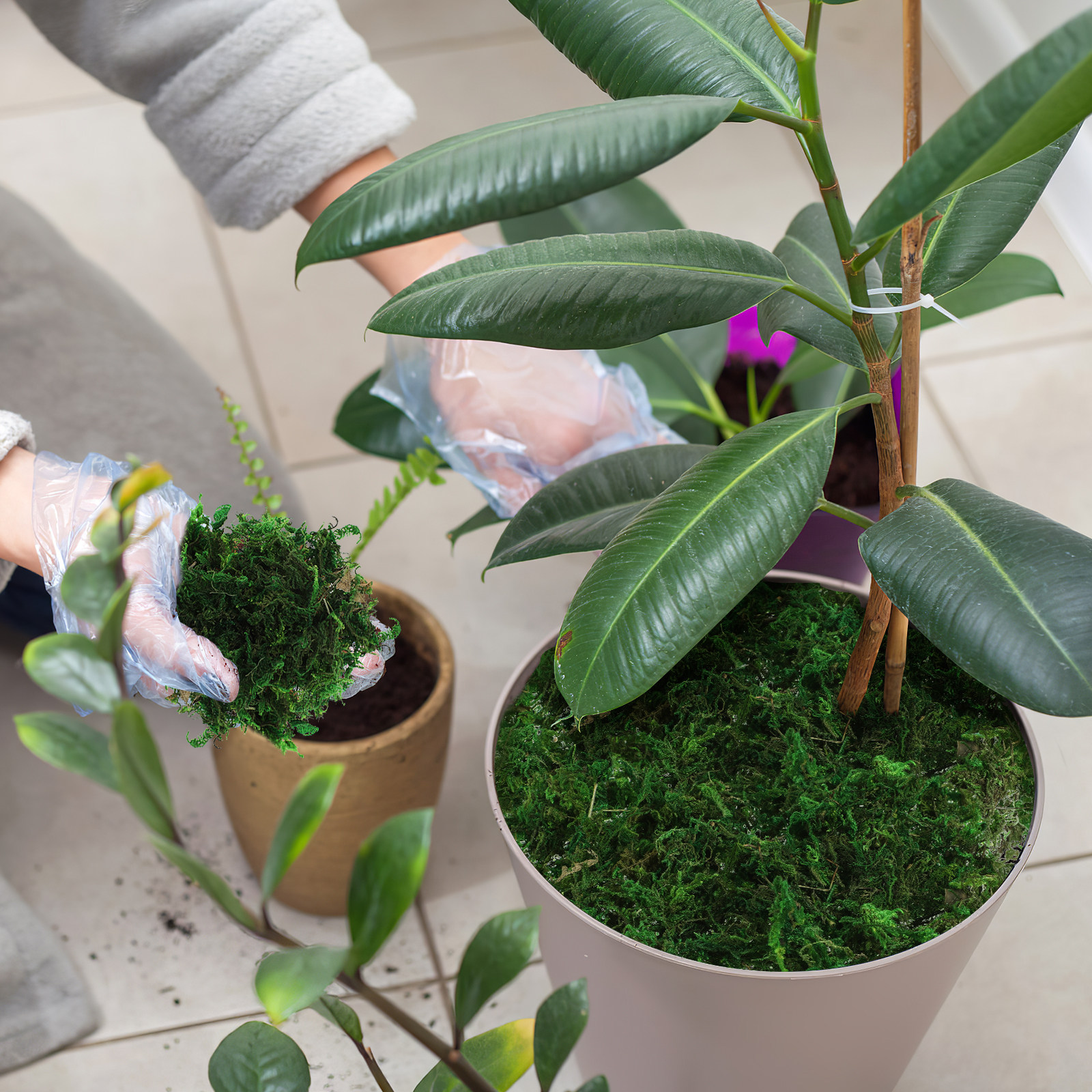 1 Packung natürlich aussehende – Bonsai Garden Indoor Bewertung und Preis