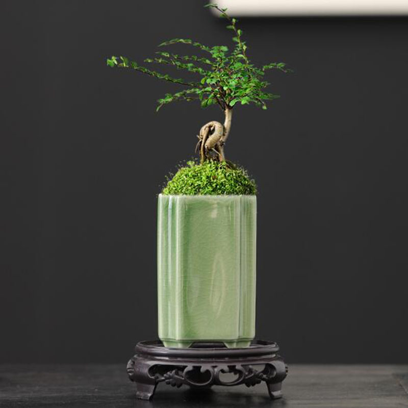 Quadratischer Seladon-verglast – Bonsai Garden Europe Bewertung und Preis