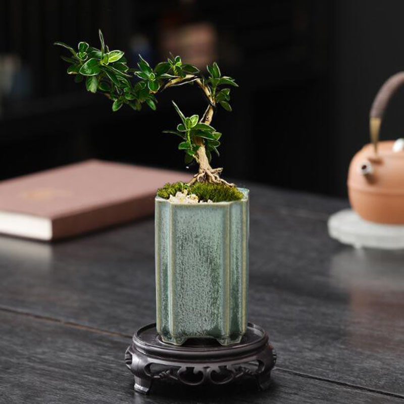 Quadratischer Seladon-verglast – Bonsai Garden Europe Bewertung und Preis