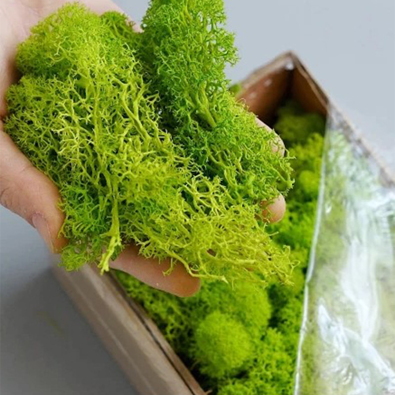 100/200/500g Ewiges Moos DIY B – Bonsai Garden Mini Bewertung und Preis