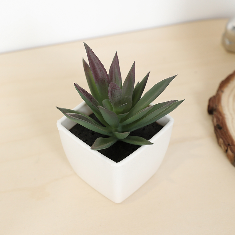 Mini künstliche Sukkulenten-Fe – Bonsai Garden Mini Bewertung und Preis