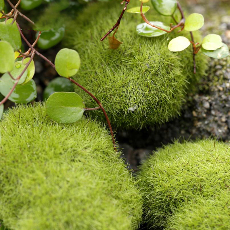 4 Teile/satz Puppenhaus Micro  – Bonsai Garden Europe Bewertung und Preis
